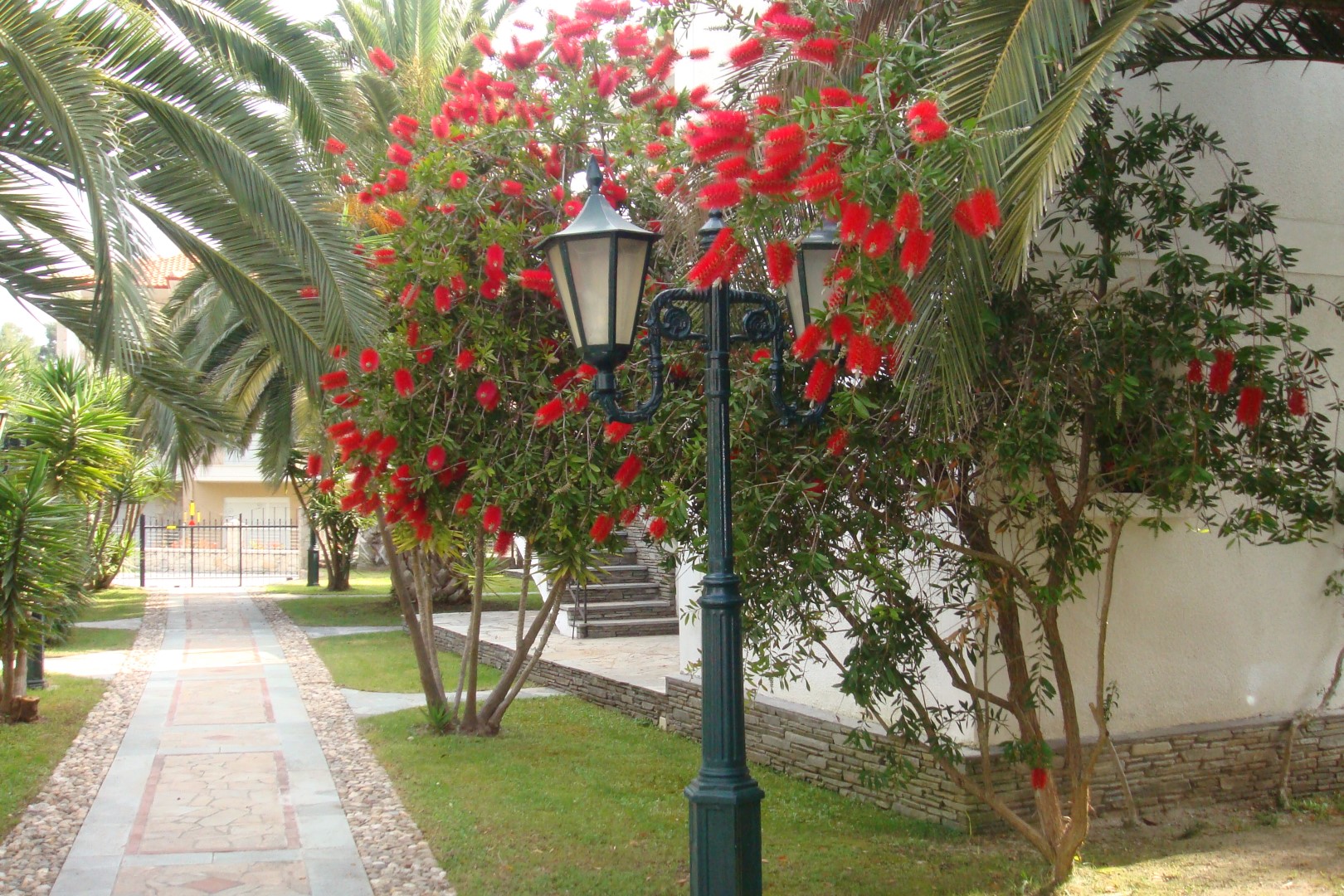 Pilalidis  - pic #4